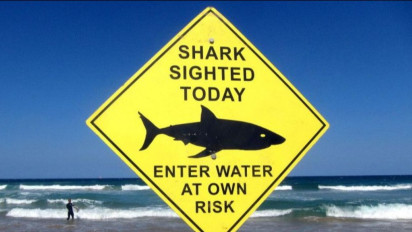 Pantai-pantai Sydney Ditutup Karena Seorang Perenang Diserang Hiu