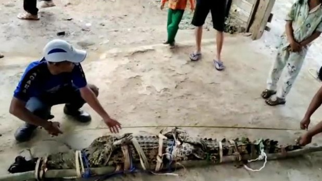 Warga Tanggamus Lampung Tangkap Buaya Muara Berukuran 2,7 Meter
            - galeri foto