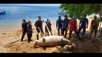 Seekor Ikan Duyung Ditemukan Warga Mati Terdampar