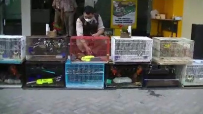 Tanpa Dokumen, Petugas Karantina Pertanian Gagalkan Pengiriman 265 Ekor Satwa dari Papua ke Surabaya