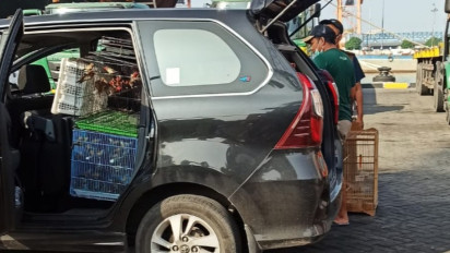 Ratusan Hewan dari Papua Diselundupkan ke Surabaya, Ratusan Burung Nuri dan Wallaby