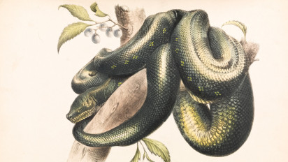 Daur Hidup Ular Lengkap Beserta Penjelasannya