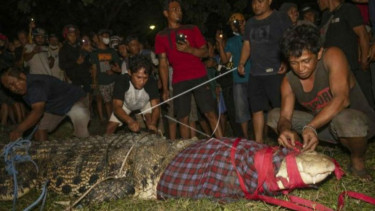 Buaya di Sungai Palu Tidak Ditangkap Karena Kearifan Lokal