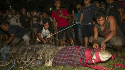 Buaya di Sungai Palu Tidak Ditangkap Karena Kearifan Lokal