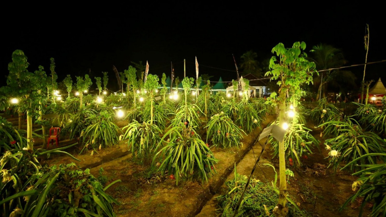 Buah Naga Banyuwangi, Panen Sepanjang Tahun Berkat Lampu Listrik
            - galeri foto