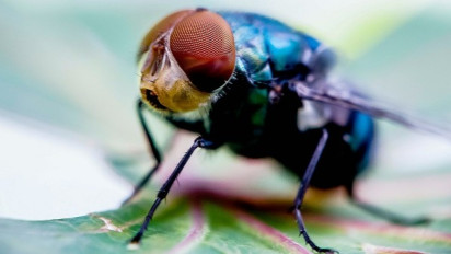 Empat Fase Daur Hidup Lalat Serta Penjelasannya