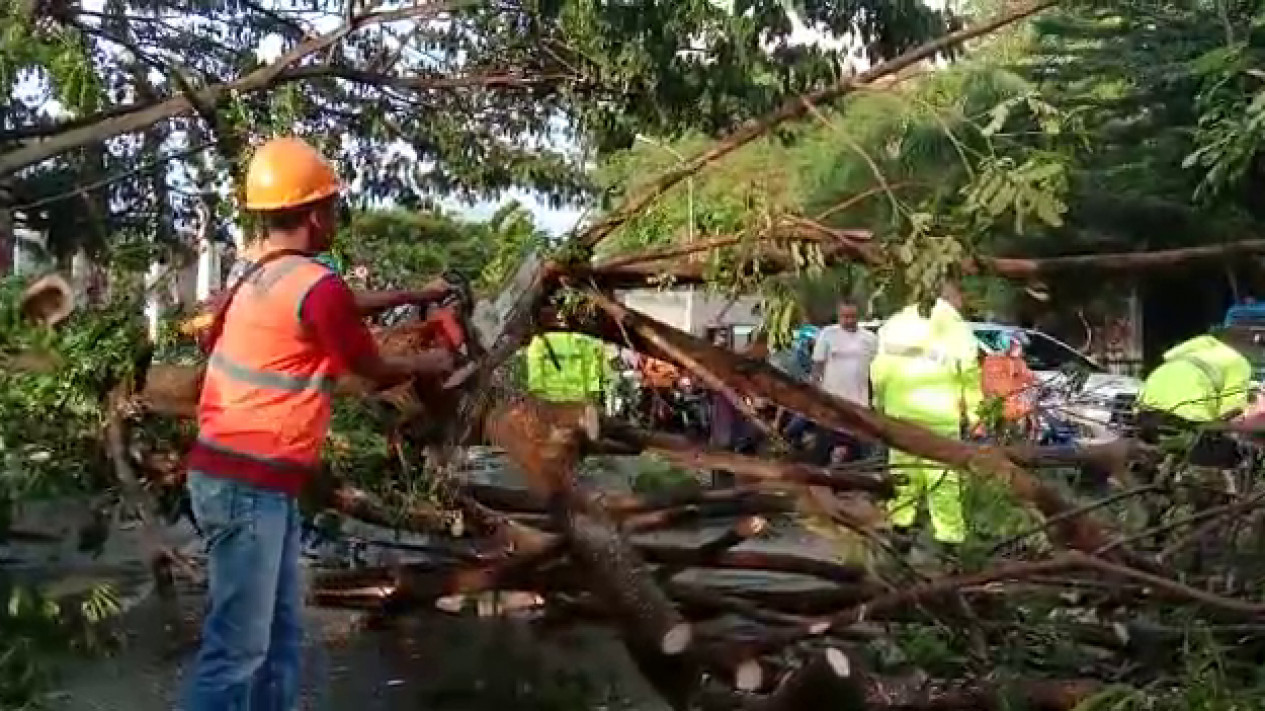 Sejumlah Pohon Tumbang Tutupi Ruas Jalan Utama Menuju Kota Ambon Akibat Angin Kencang
            - galeri foto