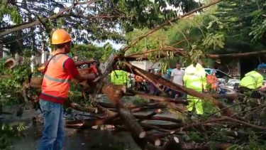Sejumlah Pohon Tumbang Tutupi Ruas Jalan Utama Menuju Kota Ambon Akibat Angin Kencang