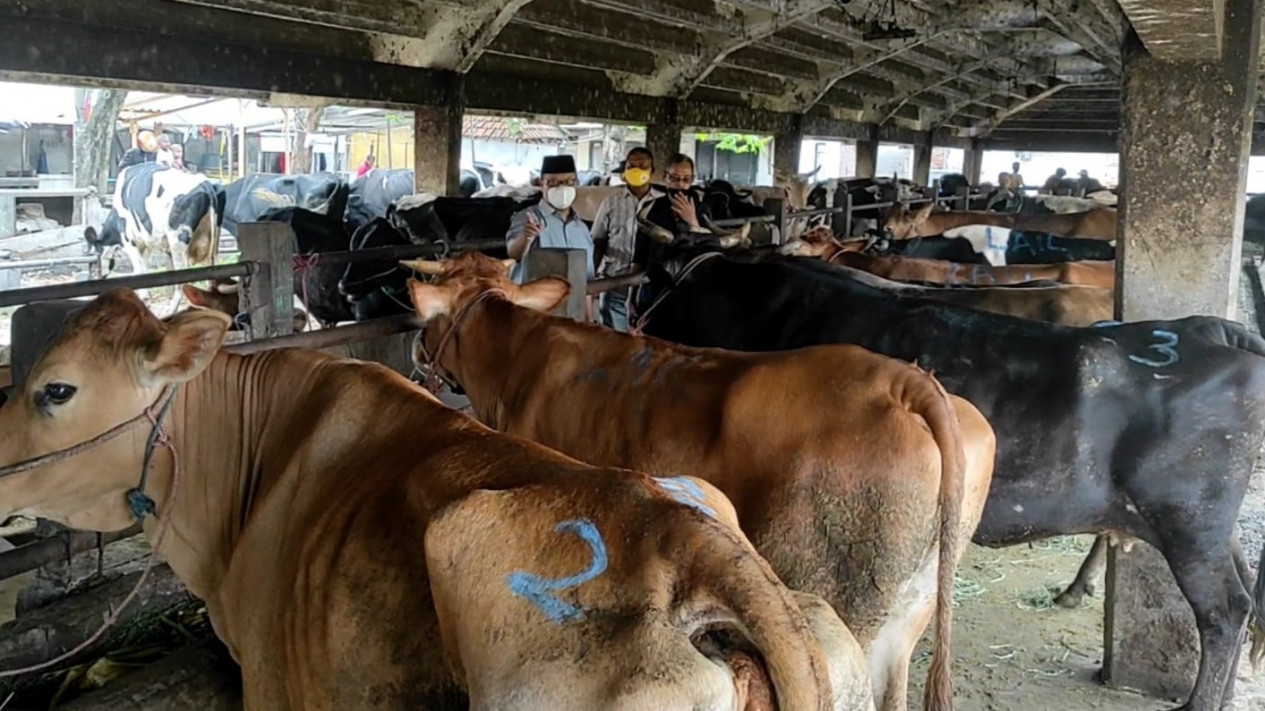Stok Melimpah, Harga Daging Sapi di Surabaya Stabil
            - galeri foto