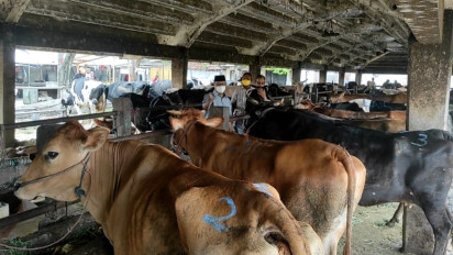 Andalkan Sapi Lokal Super, Harga Daging di Kota Surabaya Stabil