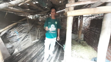 Waspada Warga Probolinggo! Ada Kawanan Maling Incar Sapi Peliharaan Penduduk