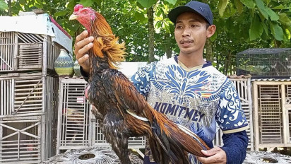 Beternak Ayam Ekor Lidi Bisa Raup Cuan Jutaan per Bulan