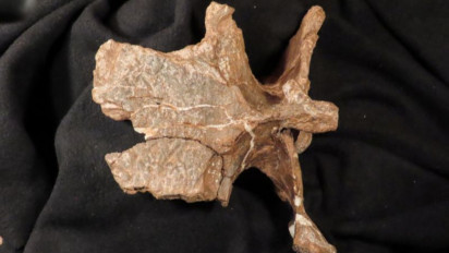 Fosil Dinosaurus Memiliki Lengan Ditemukan di Argentina