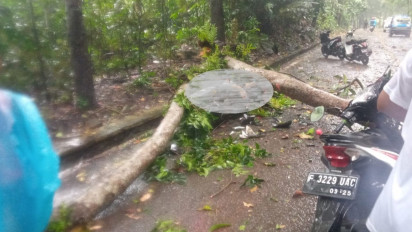 Pohon Tumbang di Sukabumi 2 Perempuan Tertimpa, Korban Tewas di Tempat