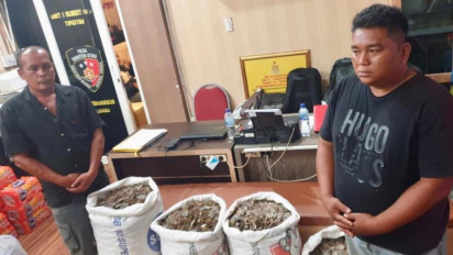 Bisnis Sisik Trenggiling Untung Ratusan Juta, Penjual Ditangkap Polda Sumut