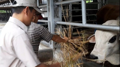 Harga Sapi Impor Melambung Pedagang Beralih ke Sapi Lokal Untuk Siasati Kenaikan Harga.
