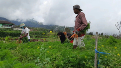 Harga Wortel Anjlok, Petani di Boyolali Enggan Memanen