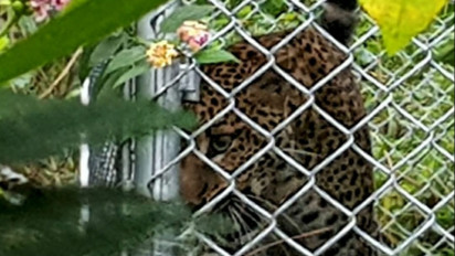 Rasi, Macan Tutul Jawa Ini Siap Pulang ke Habitat Asli di Gunung Ciremai