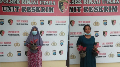 Mencuri Bunga Jenis Agronema,  Dua IRT Diamankan Polsek Binjai Utara