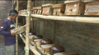 Hasilkan Jutaan Rupiah dari Budidaya Madu Klanceng di Lahan Sempit