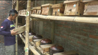 Hasilkan Jutaan Rupiah dari Budidaya Madu Klanceng di Lahan Sempit