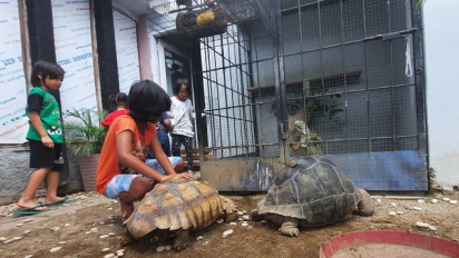 Membuat Taman Margasatwa, Cita-Cita Advokat Gorontalo yang Hobi Pelihara Reptilia di Rumah