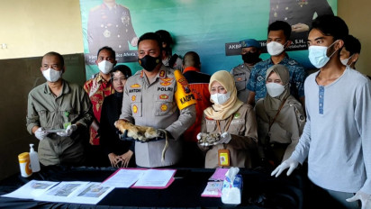 Penyelundupan Bayi Satwa Gunakan Truk Bahan Pokok Digagalkan Polisi