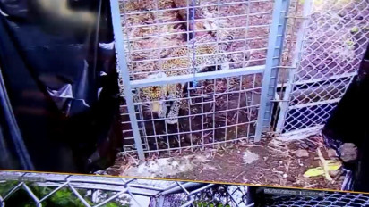 Upaya Menambah Populasi Macan Tutul di Gunung Ciremai, Rasi Dilepasliarkan agar Bersatu dengan Selamet Ramadan