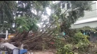 Pohon Beringin Tumbang Diterjang Angin Kencang di Ciputat