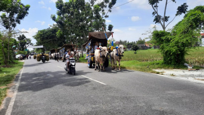Asyiknya Wisata Gerobak Sapi di Bantul