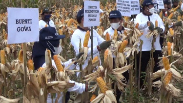 Teknologi Penyiapan Lahan Tingkatkan Produktifitas Komoditas Jagung