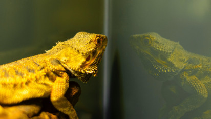 Fakta-Fakta Daur Hidup Kadal