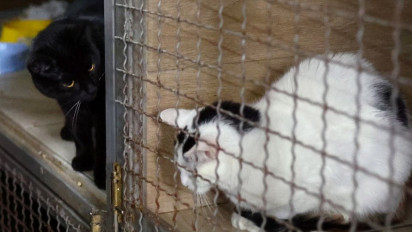 Wanita Latvia Berkendara ke Ukraina Untuk Menyelamatkan Hewan Peliharaan