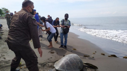 Sembilan Ekor Penyu Hasil Selundupan, Dilepasliarkan di Laut Prancak