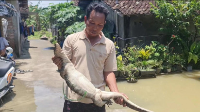 Biawak 1,5 Meter "Bertamu", Pemilik Rumah di Pati Menjerit Ketakutan