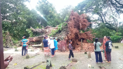Berusia Ratusan Tahun, Pohon di Makam Ki Ageng Panohan Mendadak Tumbang