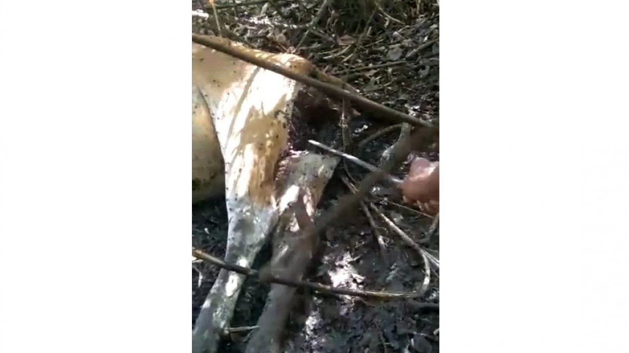 Harimau Masuk Perkebunan, Dua Ekor Sapi Warga Tewas Diterkam
            - galeri foto