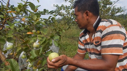 Melihat Budidaya Jambu Kristal di Semarang, Manis Renyah Mirip Apel