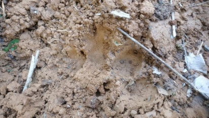 Warga Temukan Jejak Kaki Harimau Sumatera di Pemukiman Penduduk Mukomuko