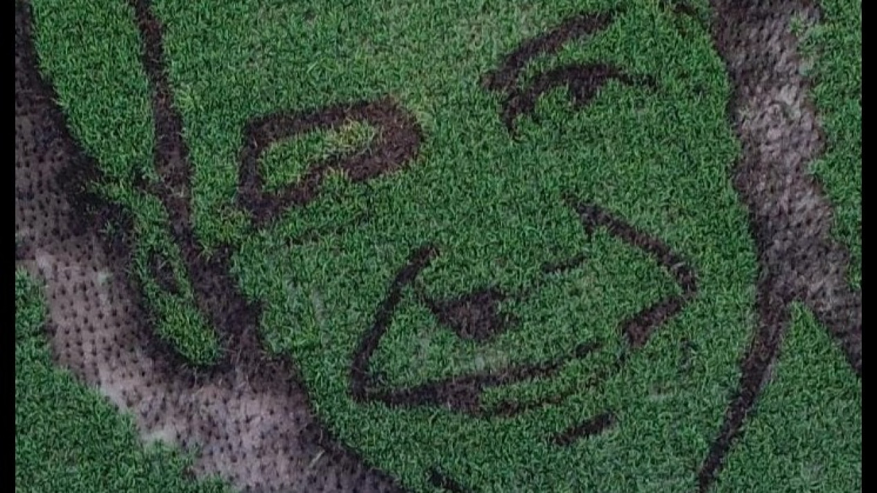 Petani Lukis Wajah Ganjar Pranowo di Sawah Seluas 1.250 Meter Persegi
            - galeri foto