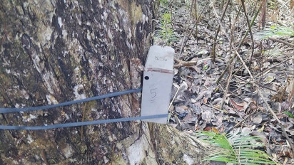 Harimau Mangsa Sapi, Tim BKSDA Pasang Kamera Trap