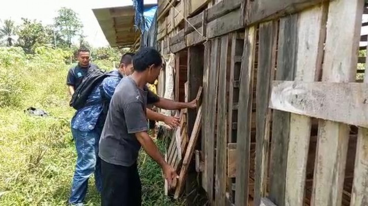 Rusak Pagar dan Gembok, Pencuri Gasak 9 Ekor Kambing
            - galeri foto