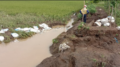 Tanggul Sungai Ngasinan Pati Jebol, Tanaman Padi Siap Panen Rusak