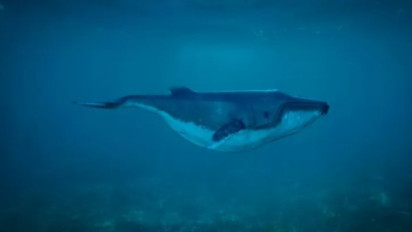 Daur Hidup Paus, Mamalia Raksana Penghuni Lautan