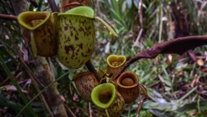 Mengenal Empat Tanaman Endemik Indonesia, Salah Satunya Kantong Semar