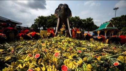 Hari Gajah di Thailand, Puluhan Gajah Berpesta Makan Buah
