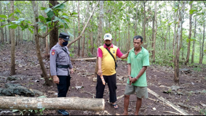 Curi Pohon Roboh Milik Perhutani, Seorang Warga Ditangkap Polisi Kehutanan