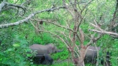 Rombongan Gajah Liar TNBBS Lampung Masuk Pemukiman Warga