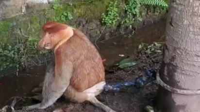 Bekantan Dewasa Tersesat di Permukiman, Warga Kotawaringin Timur Memburunya