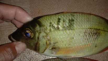 Viral, Ikan Ada Tulisan NU di Sisiknya